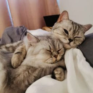 Meet your Posher, Shanon